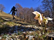 34 Helleborus niger (Elleboro) tra spruzzatina di neve